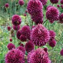 Allium sphaerocephalon fleur